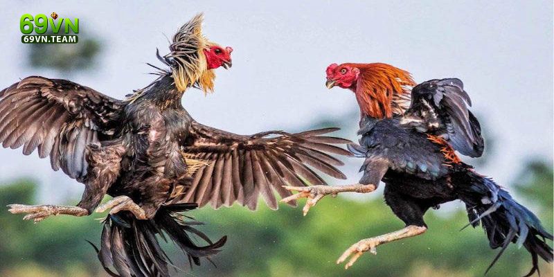 Đá Gà 69VN 3 Làm thế nào để đặt cược đá gà tại nhà 69VN?