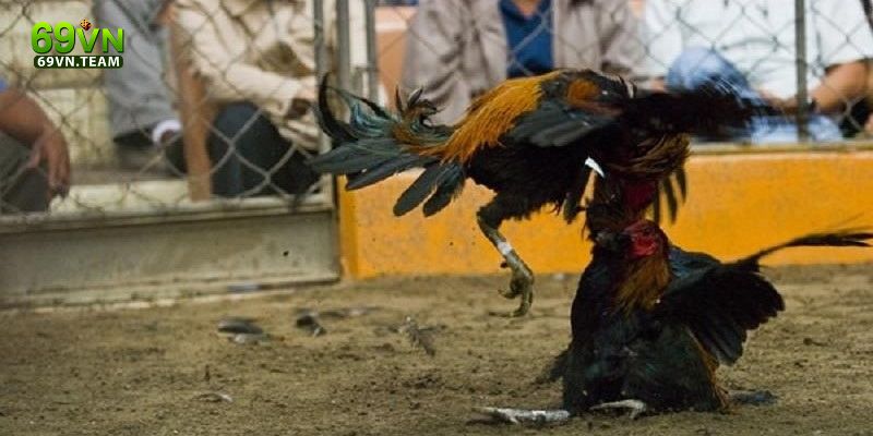 Đá Gà 69VN 2 Ưu điểm của đá gà 69VN