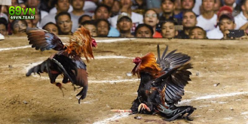 Đá Gà 69VN 1 Tìm hiểu chung về đá gà 69VN